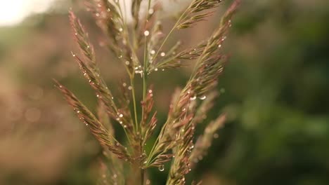 Fluffy,-tall-grass-in-golden-light-with-water-drops,-close-up
