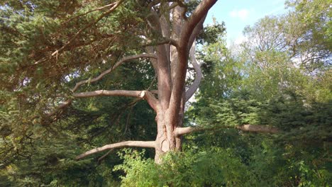 Huge,-tall-Atlas-cedar-tree-growing-for-many-years-in-the-grounds-of-some-council-offices-in-Oakham,-England