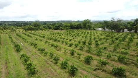 Lemon-tree-plantation