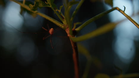 Handheld-close-up-shot-of-a-harvestman-on-a-small-tree-branch