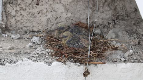 Taubenbabys,-Die-Auf-Ihrem-Nest-über-Einer-Mauer-Atmen