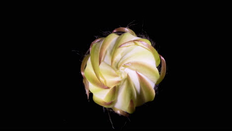 Cactus-enlarging-and-bursting-into-flower-1