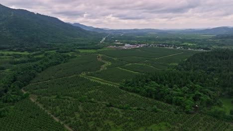 Panoramic-View-Over-Coconut-Plantation-Surrounded-With-Green-Forest-And-Mountains-In-Villa-Altagracia,-Dominican-Republic---drone-shot