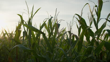 Medium-close-up-shot-of-some-corn-plants-on-a-sunny-evening,-backlight-from-the-sun-1