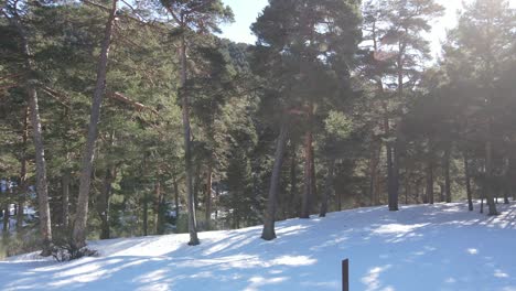 Push-Im-Winter-Schuss-Von-Grünen-Bäumen-In-Einer-Verschneiten-Landschaft-Sonnenflair-An-Einem-Berghang