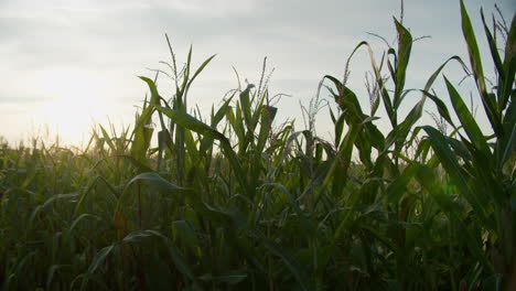 Medium-close-up-shot-of-some-corn-plants-on-a-sunny-evening,-backlight-from-the-sun