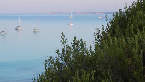 Ruhiger-Blick-Auf-Touristensegelboote-Auf-Dem-Meer-Am-Morgen-Mit-Den-Zweigen-Eines-Wilden-Olivenbaums-Im-Vordergrund