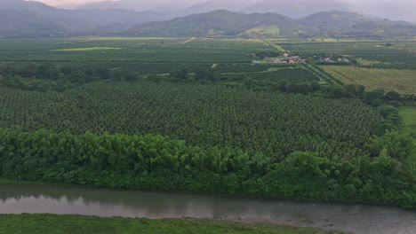 Lush-Coconut-Plantation-And-Haina-River-In-Villa-Altagracia,-Dominican-Republic---aerial-shot