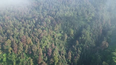 Aerial-drone-view-of-dense-forest-on-the-slopes-of-mount-sumbing,-central-java,-Indonesia