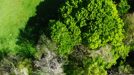 Overhead-View-Of-Treetops-And-Vibrant-Green-Meadows-Near-Siloam-Springs-In-Arkansas