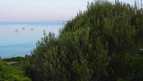 Natürlicher-Wilder-Olivenbaum,-Der-Auf-Einer-Klippe-Mit-Blick-Auf-Das-Blaue-Meer-Wächst