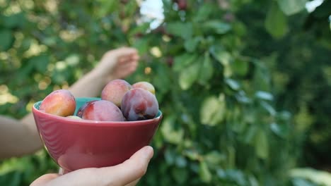 Female-hand-picking-up-plums-from-tree,-slow-motion,-close-up
