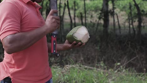 Mann-Bricht-Kokosnuss,-Hackt-Grüne-Kokosnussschale-Mit-Machete-Auf-Dem-Feld-1
