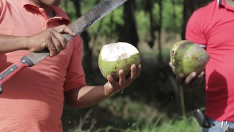 Man-breaks-coconut,-chopping-green-coconut-shell-with-machete-in-the-field