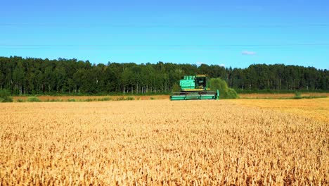 View-Of-Combine-Harvester-Harvesting-Golden-Wheat-In-The-Field-At-Daytime---wide