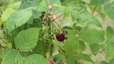 Picking-ripe-raspberries-in-summer-stock-footage