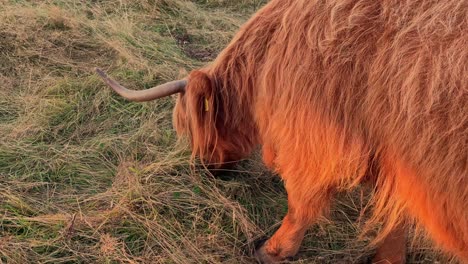 Close-Up-Of-A-Highland-Cow-Grazing-On-Grass