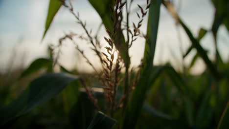 Low-angle-shot-of-a-plant-growing-between-some-corn-plants,-on-a-sunny-evening