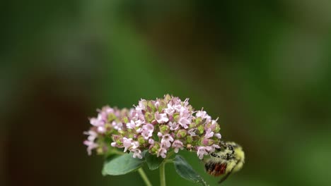 Nahaufnahme-Der-Bedrohten-Westlichen-Honigbiene,-Die-Im-Spätsommer-In-Der-Graslandregion-Von-Alberta-Nektar-Von-Einer-Oreganoblüte-Sammelt