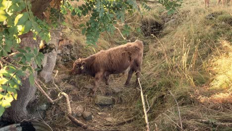 A-Young-Highland-Cow-Grazing-On-The-Grass-Of-A-Hill