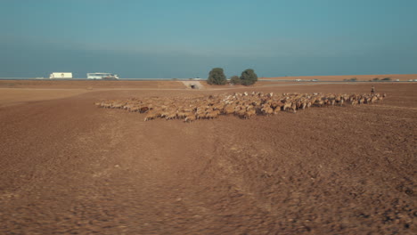 Shepherd-in-an-orange-sunrise-with-his-sheep,-in-a-dry-desert-area-without-grass-and-some-trees-#1-Aerial-parallax-to-the-right