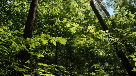 Beautiful-green-leaves-forest-in-daytime