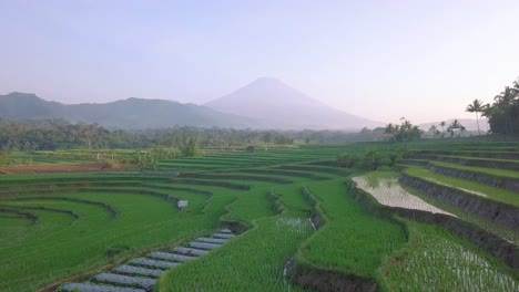 Beautiful-green-rice-fields-with-mountains-on-the-background-in-the-morning,-central-java