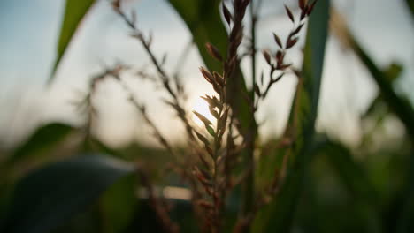 Macro-shot-of-a-brown-plant-growing-on-a-corn-field-between-the-corn-plants