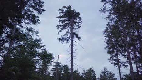 Ein-Einsamer-Baum-Im-Wald-Wiegt-Sich-Während-Des-Sonnenuntergangs-Im-Wind