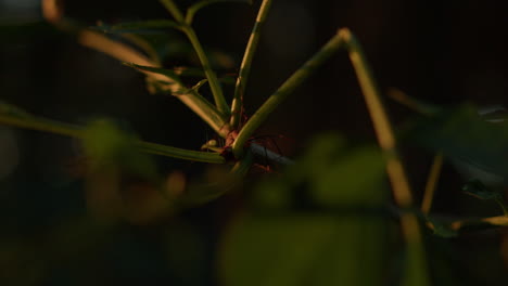 Close-up-shot-of-a-harvestman-insect-hiding-between-plants
