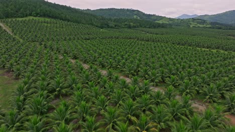 Coconut-Trees-By-The-Mountains-In-Villa-Altagracia-During-A-Cloudy-Day-In-Dominican-Republic---aerial-drone-shot