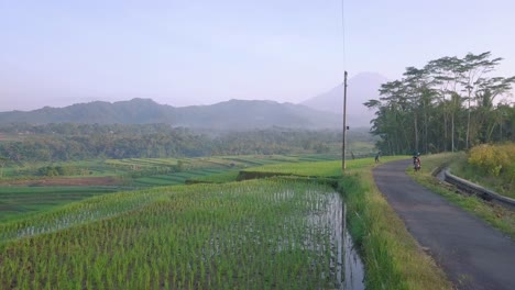 Drone-view-of-the-road-on-the-side-of-terraced-rice-field-and-farmer-working-on-it-in-the-morning