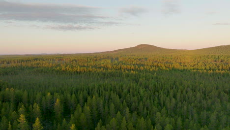 Endless-spruce-forest-in-Sweden-with-golden-hour-glow-from-midnight-sun,-aerial