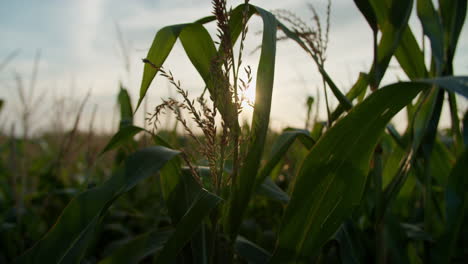 Close-up-shot-of-a-plant-growing-between-a-corn-field