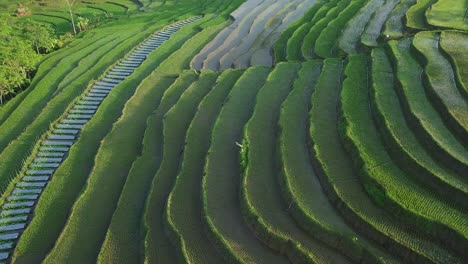 Bird-eye-drone-shot-of-beautiful-terraced-green-rice-fields-with-mountains-in-the-background-in-the-morning,-central-java,-Indonesia