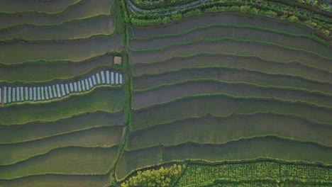 Overhead-drone-shot-of-beautiful-terraced-rice-fields-with-flooded-of-water