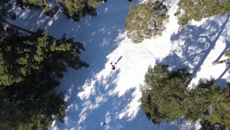 Man-laying-down-and-doing-a-snow-angel,-aerial-drone-shot-as-rising-above-pine-trees-on-a-mountain