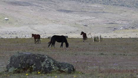 Horses-standing-in-the-far-of-a-field
