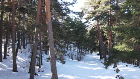 Push-in-shot-in-a-pine-forest,-through-branches,-on-a-white-snowy-path