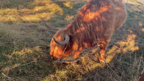 Close-Up-Of-A-Big-Horned-Highland-Cow-Grazing-In-A-Field