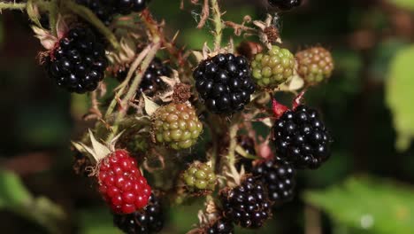Ripening-Blackberries-on-Bramble-plant.-Summer.-UK