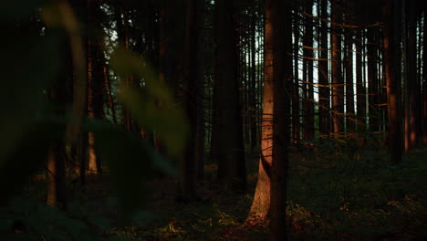 Medium-wide-shot-of-a-side-lit-tree,-camera-moves-to-the-right-revealing-a-forest