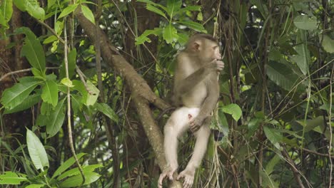 Monkey,-young-pig-tail-macaque-sitting-in-a-tree-scratching-leg