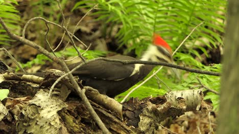 A-pileated-woodpecker-is-feeding-on-a-dry-tree-branch-in-the-forest