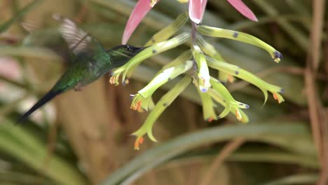 Violet-capped-Woodnymph-hummingbird-visiting-bromeliad-flowers
