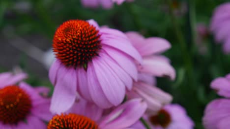 Echinacea-Purpurea---Pink-Coneflower-In-The-Flower-Field-At-Summer