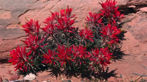 Rote-Slickrock-Indische-Pinselblume,-Die-Im-Zion-nationalpark-Blüht