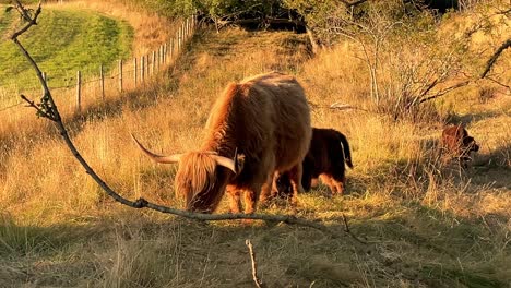 A-highland-Cow-Scratching-And-Eating-While-Her-Offspring-Sucks-Her-Udders-For-Food