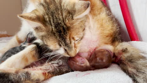 Cat-gives-birth-to-baby-kitten-and-starts-licking-it