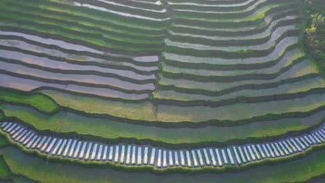 Bird-eye-drone-shot-of-beautiful-terraced-green-rice-fields-in-the-morning,-central-java,-Indonesia